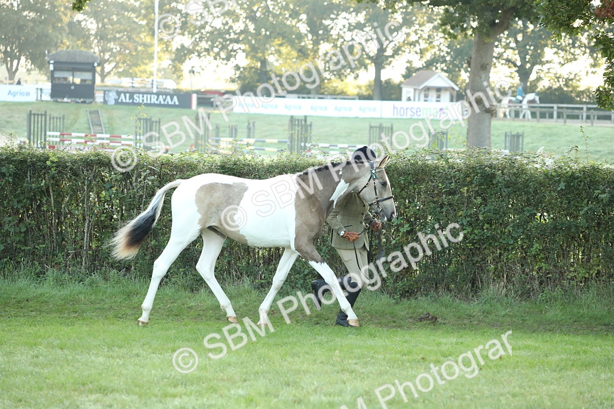 SBM_57791 - S42 - Youngstock