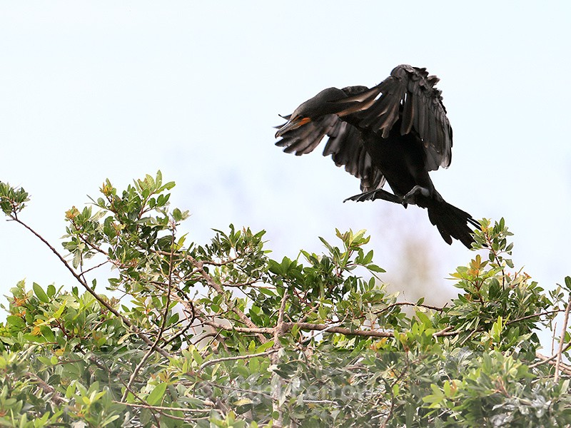 Double-crested Cormorant landing approach, Venice Rookery, Florida - Double-crested Cormorant