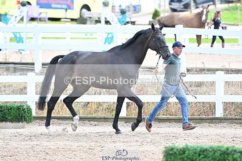 240717A-144101-02199 - Trot Up 2pm to 3pm - This folder is not in time order