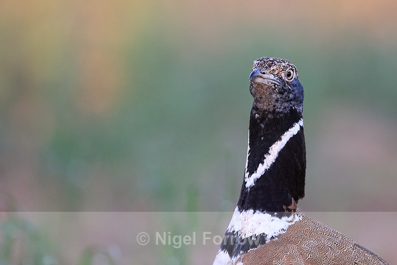 Little Bustard close early morning, Montgai, Catalonia, Spain - Little Bustard