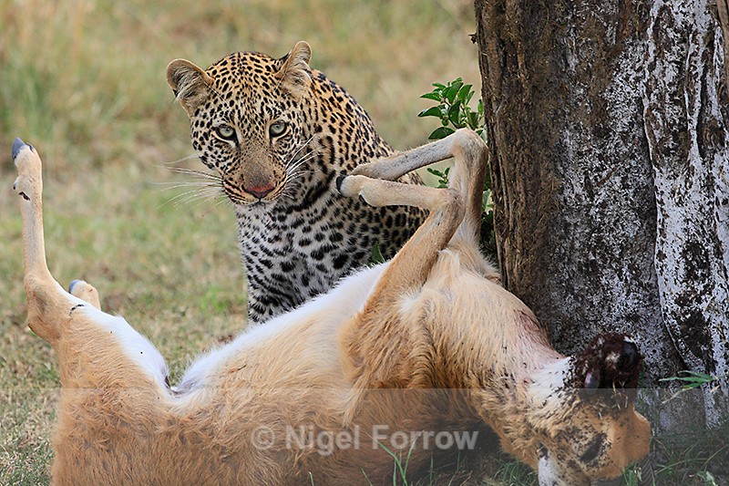 Leopard with Reedbuck kill by a tree - Leopard