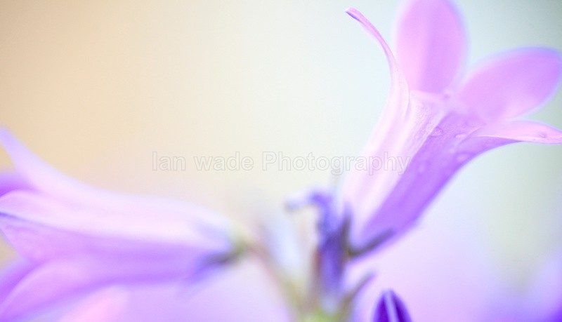  - Wild Flowers,  plants & Fungus photography, Great Britain