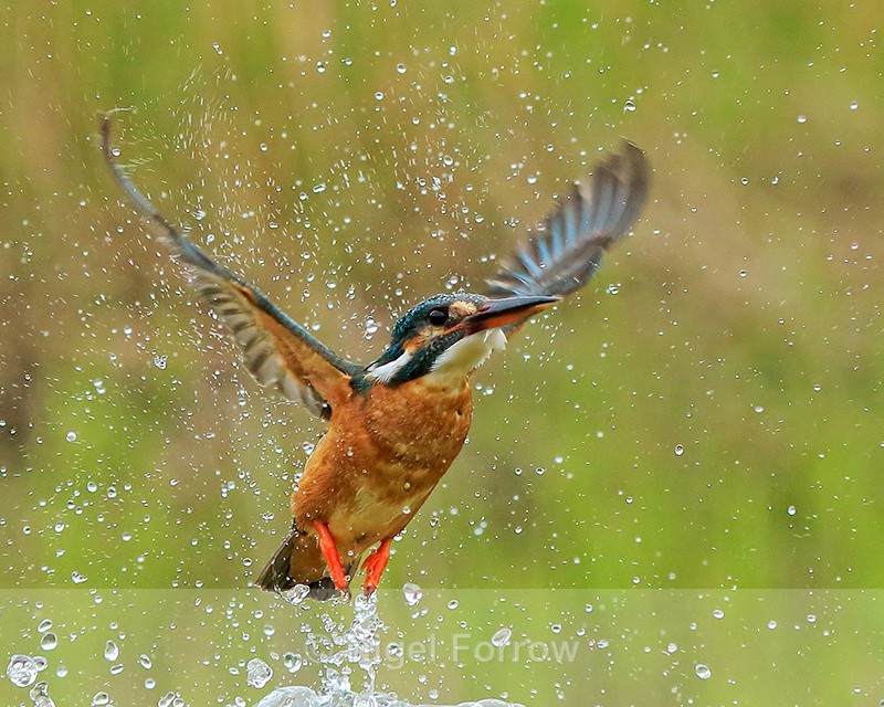 Kingfisher (female) takes off, Scotland - Kingfisher