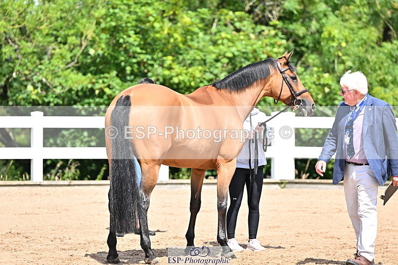 240718A-105243-01072 - Trot Up 12pm to 1pm