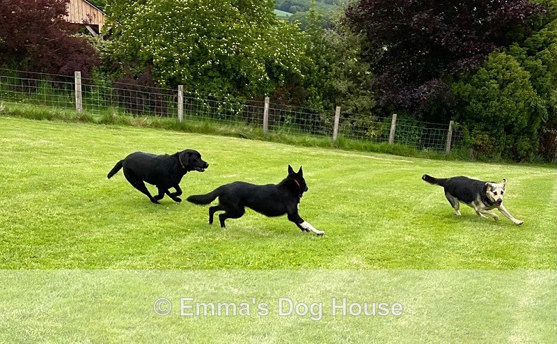  - Dogs