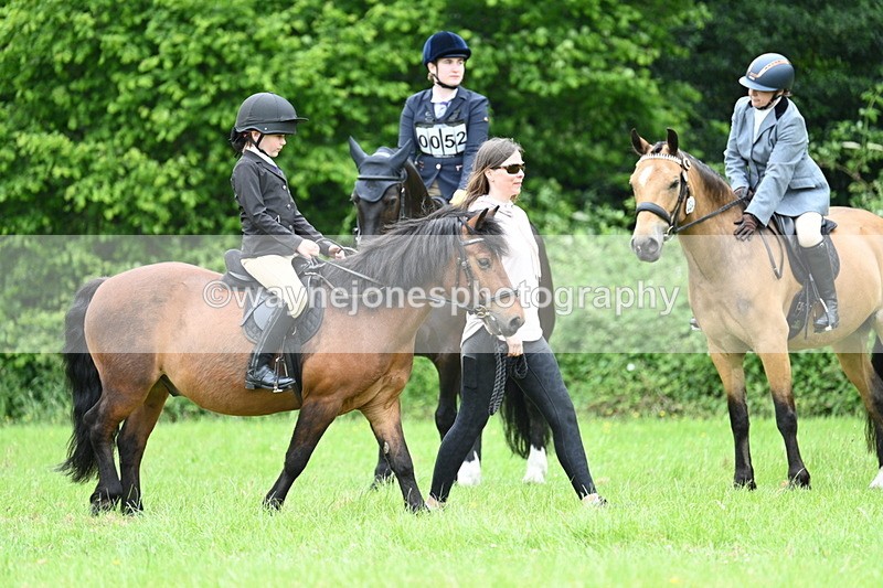 WJ7_4084 - Class 14A Handsome Gelding