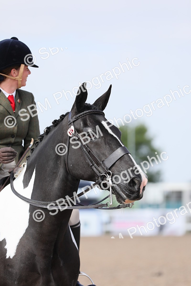 SBM_13507 - Class 308 Ridden Coloured Horse