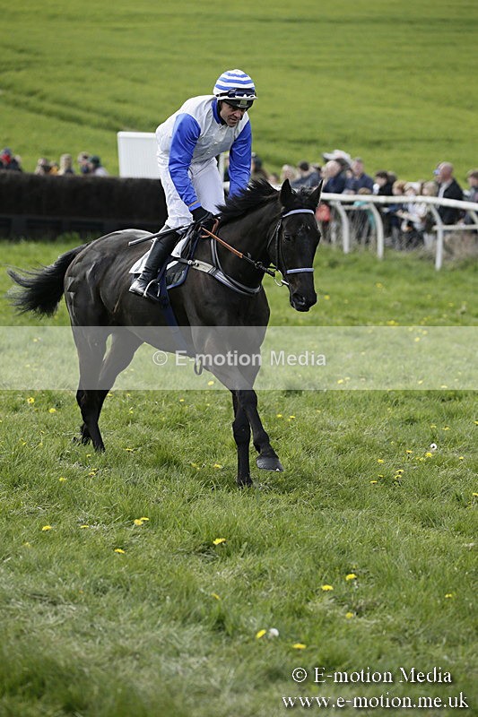 PtP 170417 406 - Old Berks Point-to-Point Lockinge 17/04/17