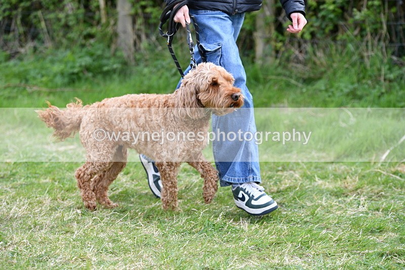 WJ5_0115 - Class 5 Best Veteran / 7 years & over