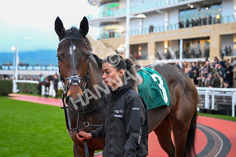 151125-Race 7-Divine Diva-4554 - Race 7