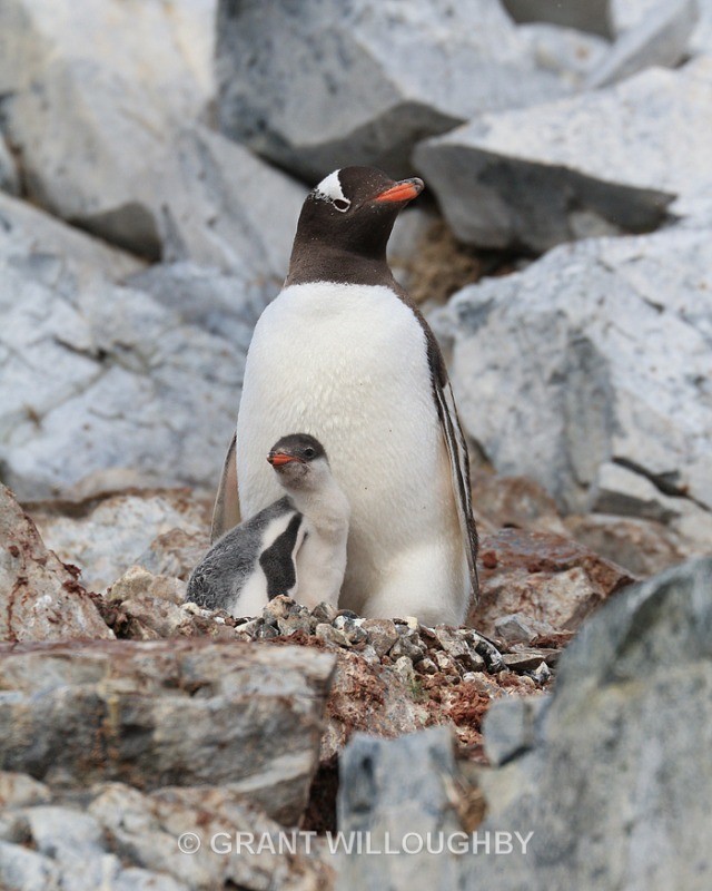  - Antartica