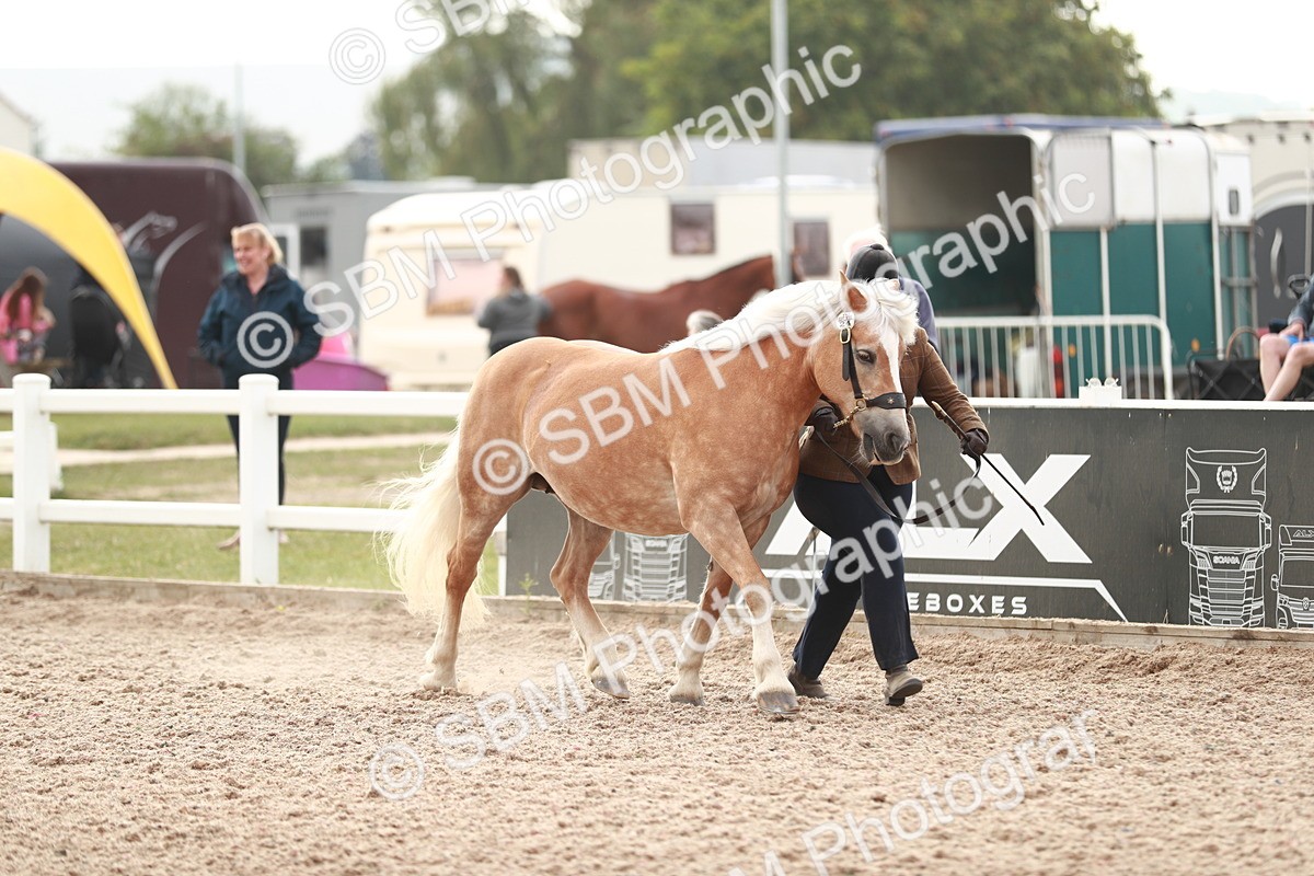 SBM_11793 - Class 206 IH Non Show Type Pony