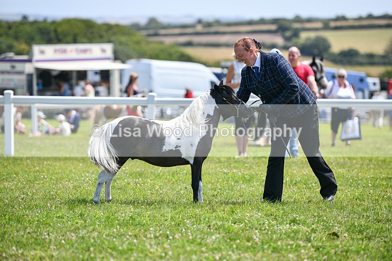 DSC_7329 - Class 62: Coloured Pony Youngstock