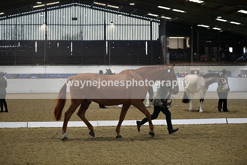 WJ5_3636 - Class 5 In Hand Veterans