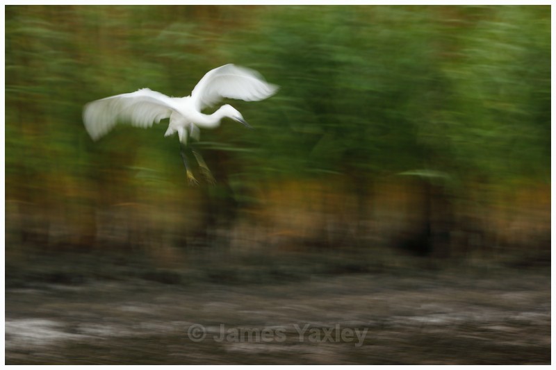 Little Egret Landing  - Latest Work