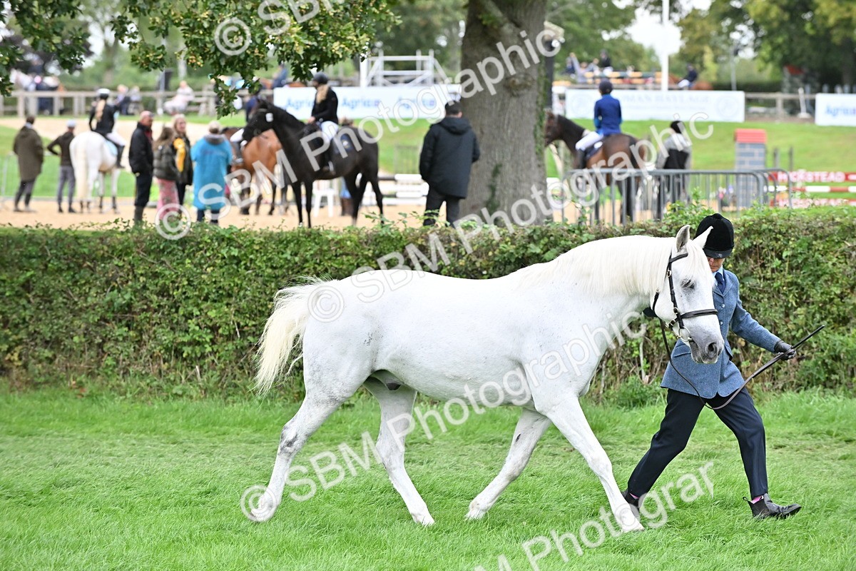 SBM_63288 - S49 - Mountain & Moorland In Hand Large Breeds