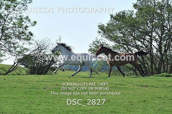 DSC_2827 - ARCHIVE REQUEST - Quincy and Guinness