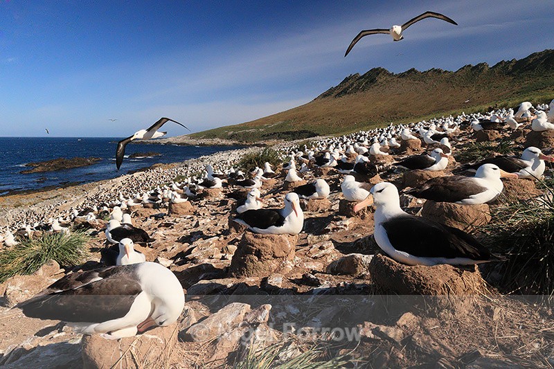 Black-browed Albatross colony, early morning, Steeple Jason - Black-browed Albatross