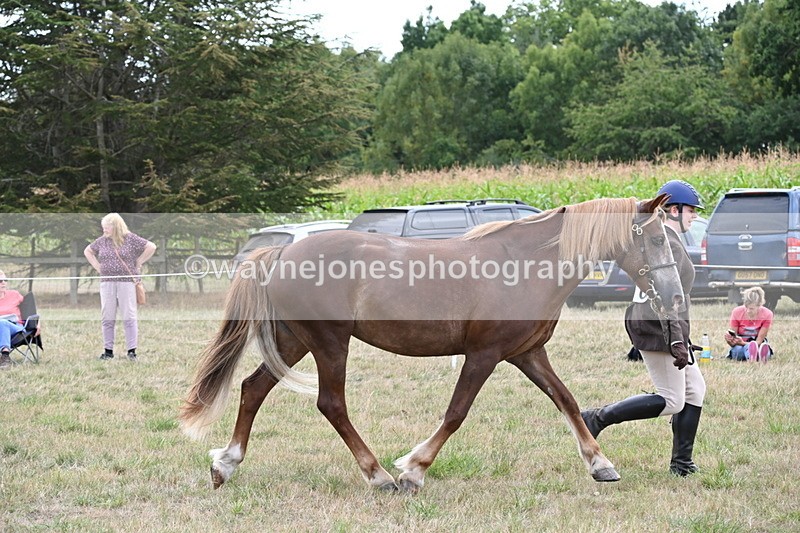 WJ6_6167 - Class 19 In-hand Veterans (Uploaded correct folder)