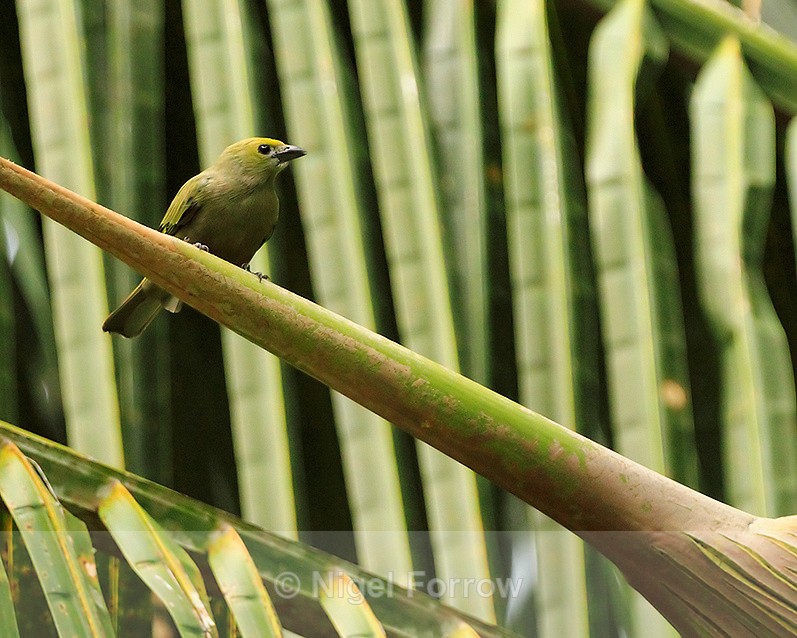 Palm Tanager perched in a palm tree on the Osa Peninsula - Palm Tanager