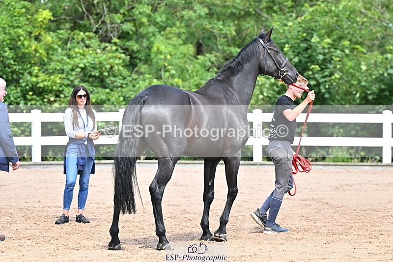 240718A-105246-01137 - Trot Up 12pm to 1pm