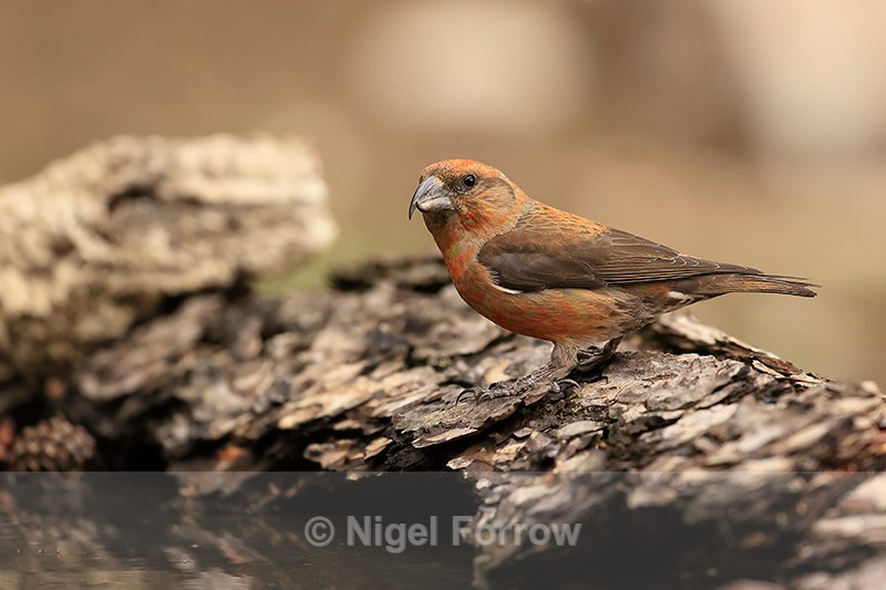 Red Crossbill (male) at drinking pool, Port del Comte, Spain - Red Crossbill