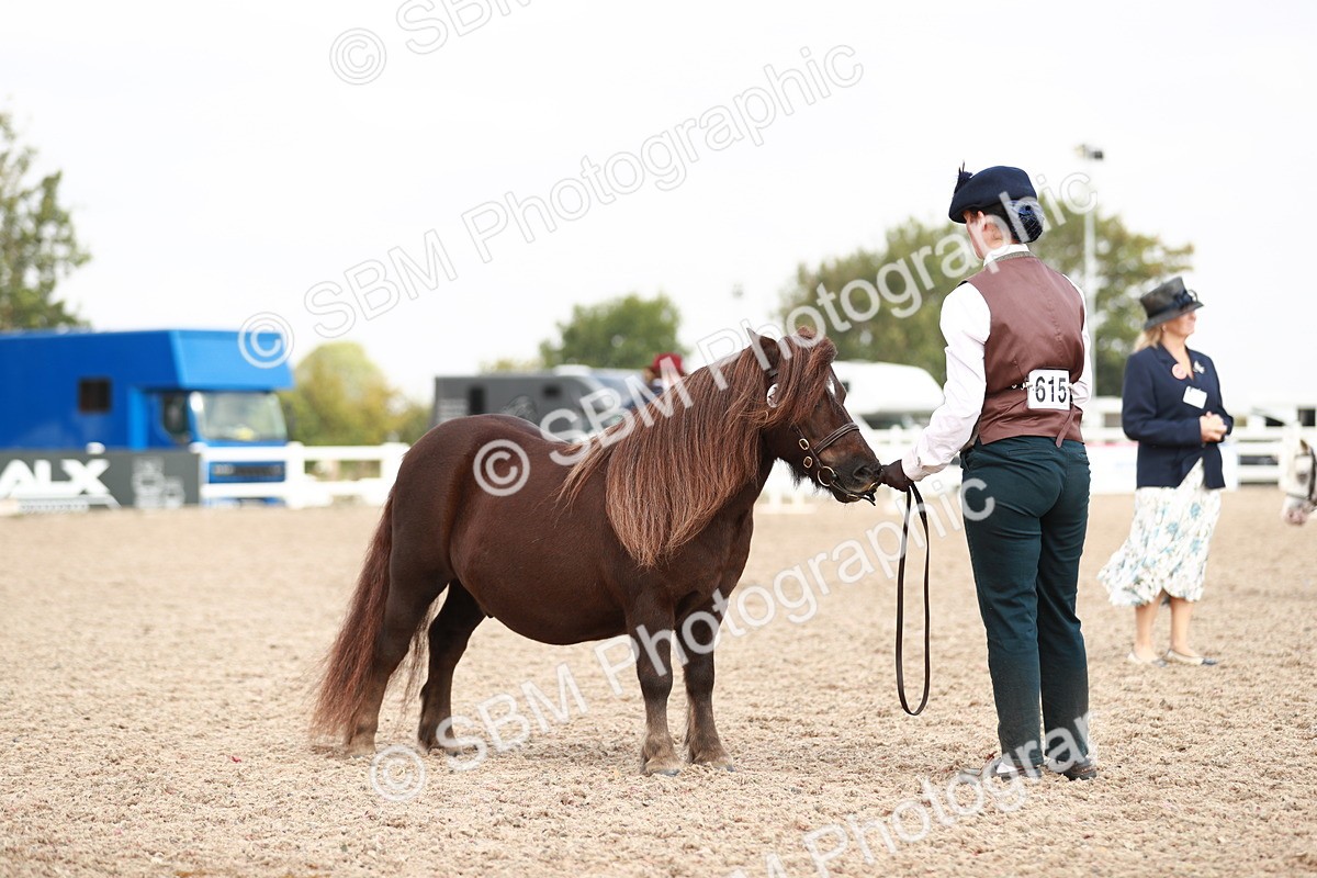 SBM_11895 - Class 206 IH Non Show Type Pony