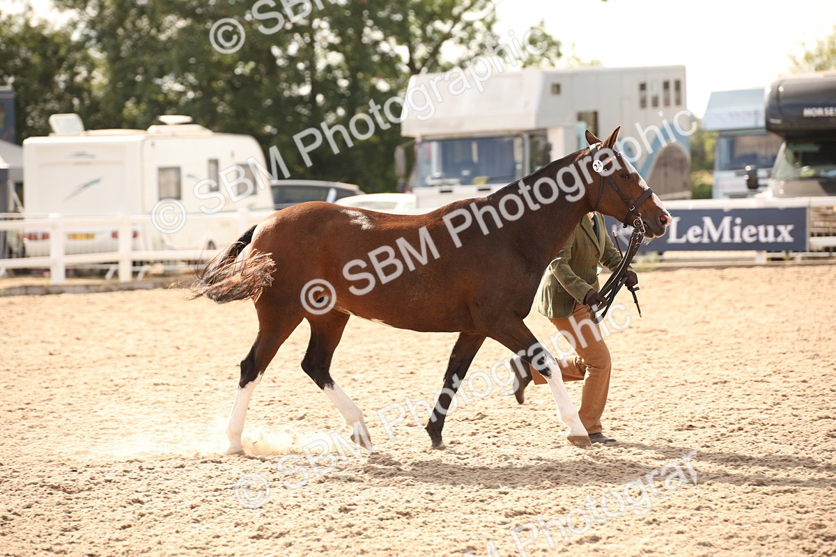 SBM_08200 - Class 27 - IH Competition Horse-Pony