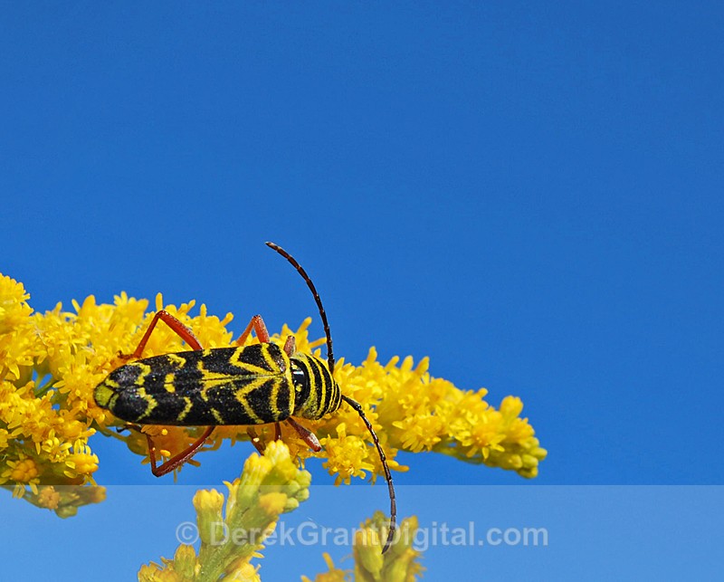 Megacyllene robiniae - Bees, Beetles, Bugs