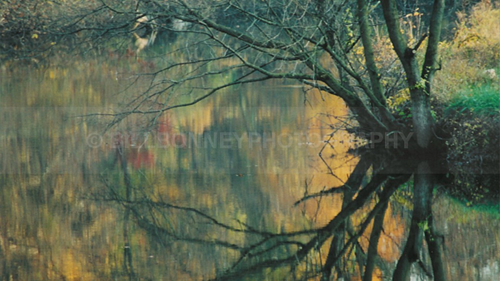MirrorTree20071 - Trees