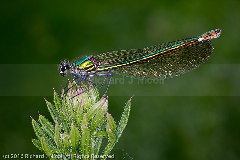 Banded Demoiselle (Calopteryx splendens) female - Banded Demoiselle (Calopteryx splendens)