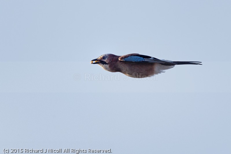 Eurasian Jay (Garrulus glandarius) carrying seeds - Eurasian Jay (Garrulus glandarius)