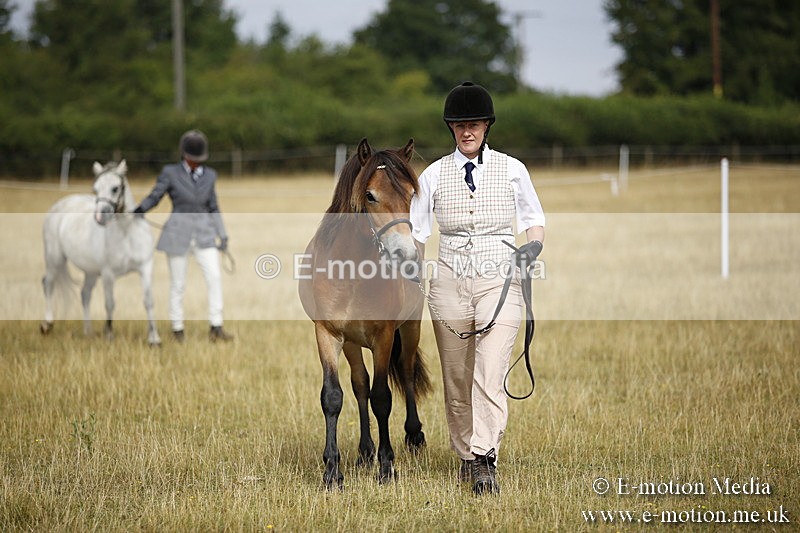 _C7A9176 - BVRC Sow 2018 Ring 2