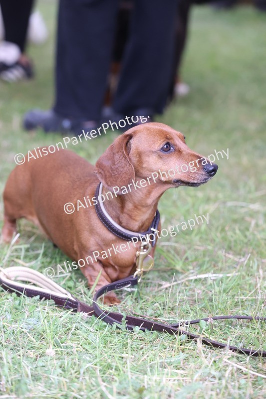 20250607-0462 - Best in Show