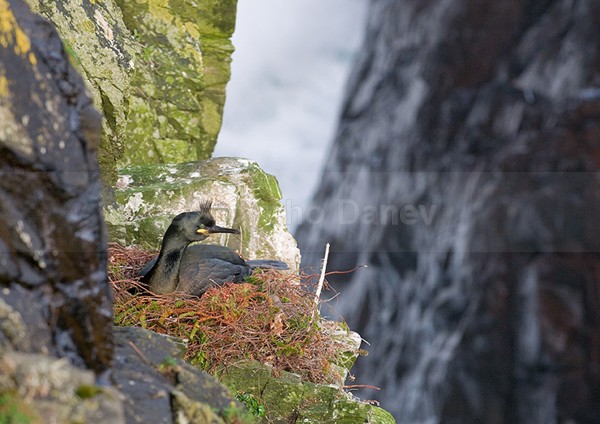Living on the Edge - Wildlife
