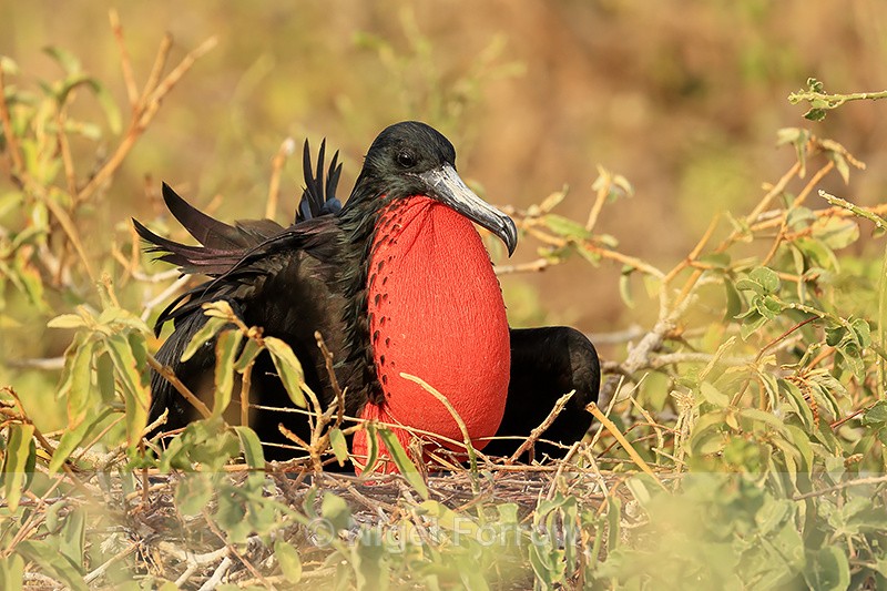 Magnificent Frigatebird (male) semi-inflated sac, on nest, Isla Lobos - Magnificent Frigatebird