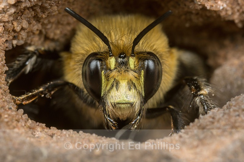 Anthophora  plumipes (m) - Anthophora plumipes