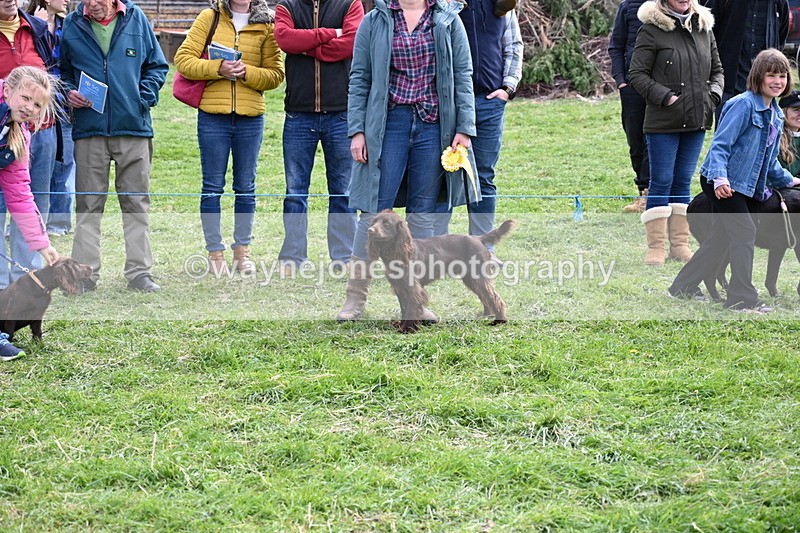 WJ6_9117 - Class 8 Best Working / Gun Dog or Bitch