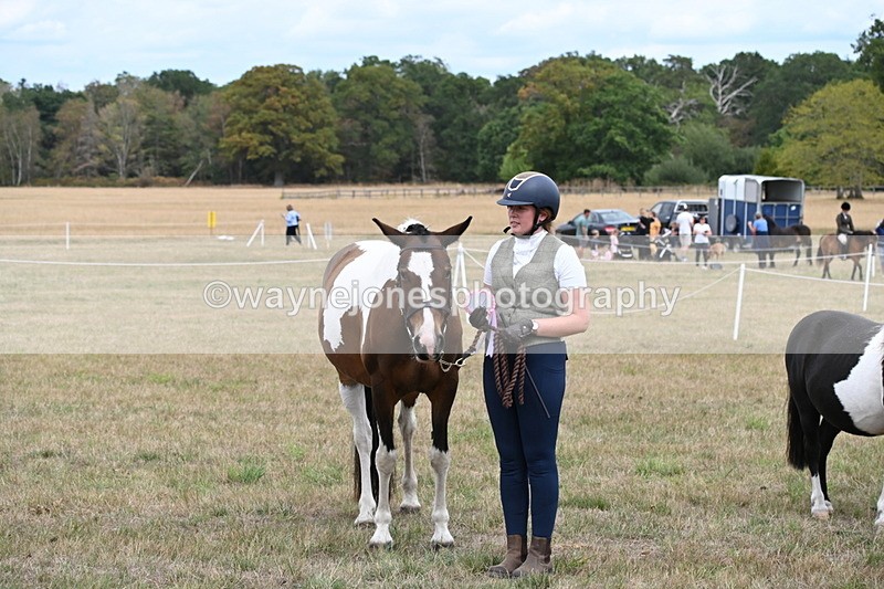 WJ6_5776 - Class 18 In-hand Coloured
