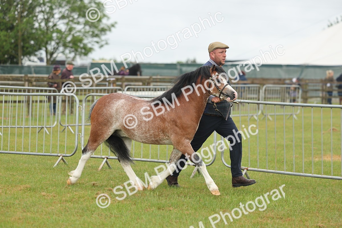 SBM_01345 - Class 50-57 - M&M Welsh Pony In Hand