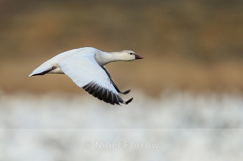 Juvenile Snow Goose flying, wings down, Bosque del Apache, New Mexico - Snow Goose