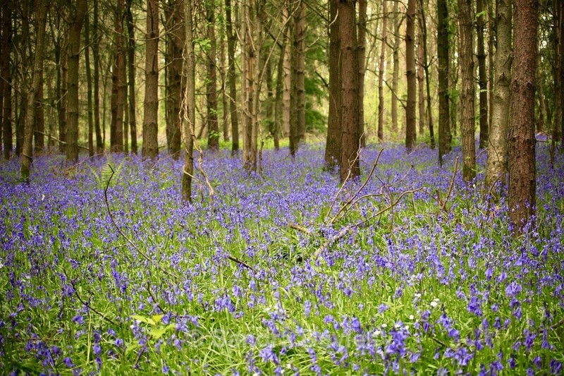 Bluebell Woods - Abstract, Macro & Misc.
