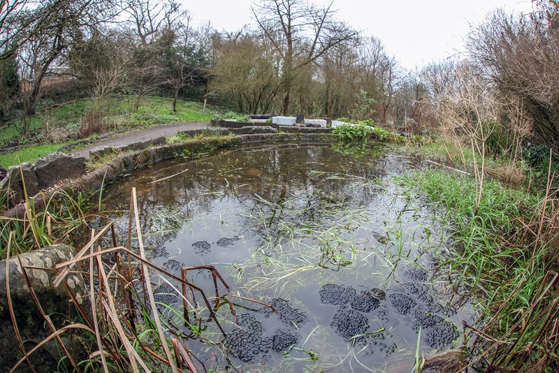Common Frog (Rana temporaria), Bristol Ian Wade - Reptiles, amphibians & pond life, Great Britian