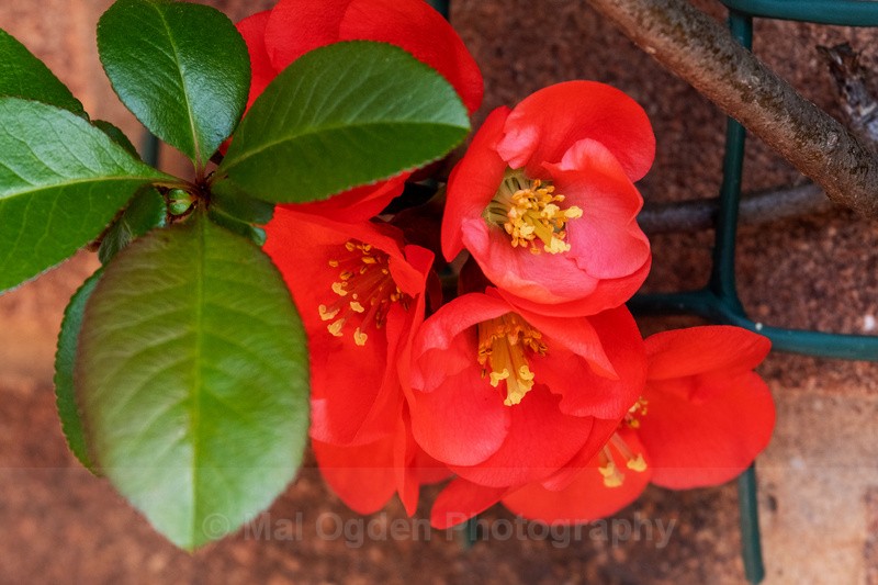 Crimson & Gold - Flora & Fauna