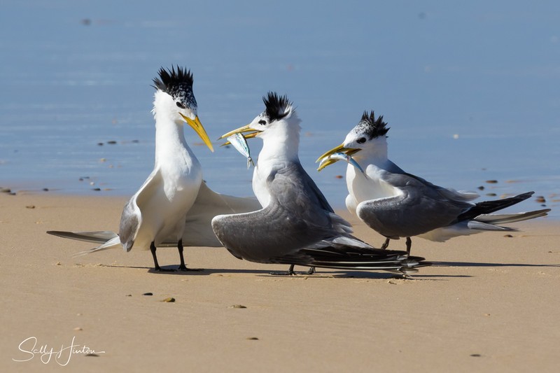 Crested Terns with Two Fish 2