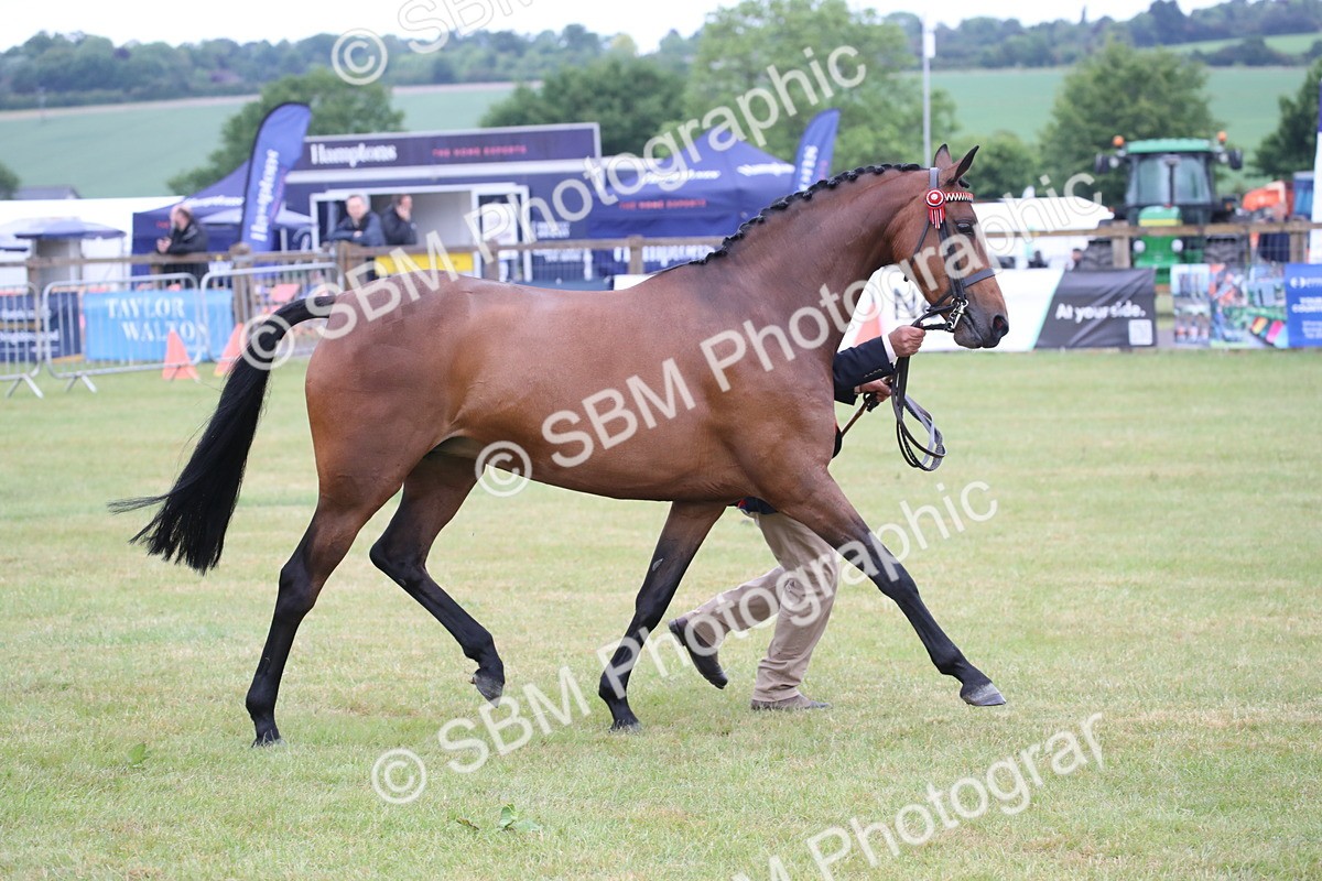SBM_00234 - Class 17-20 - Arab & Part Bred - Anglo Arab In Hand