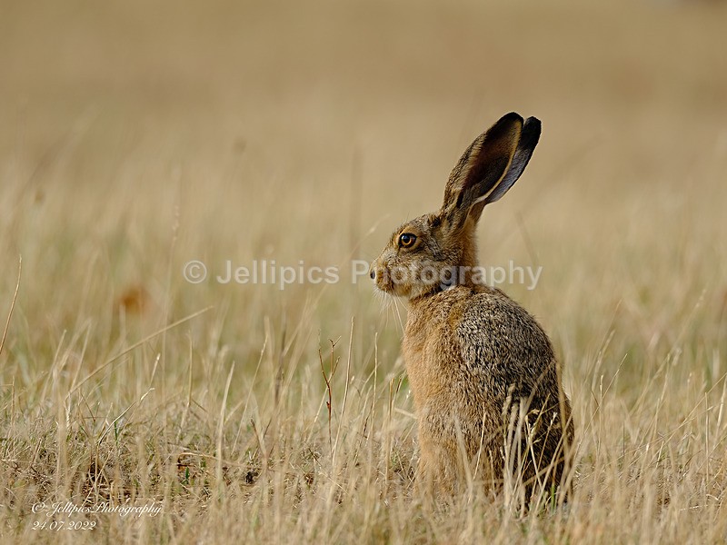  - Wildlife and Nature
