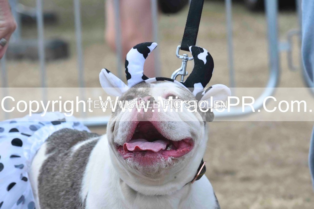 SH4_0276 - Dog show.