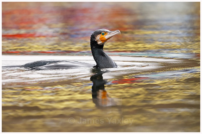 Water Colour Cormorant  - Latest Work