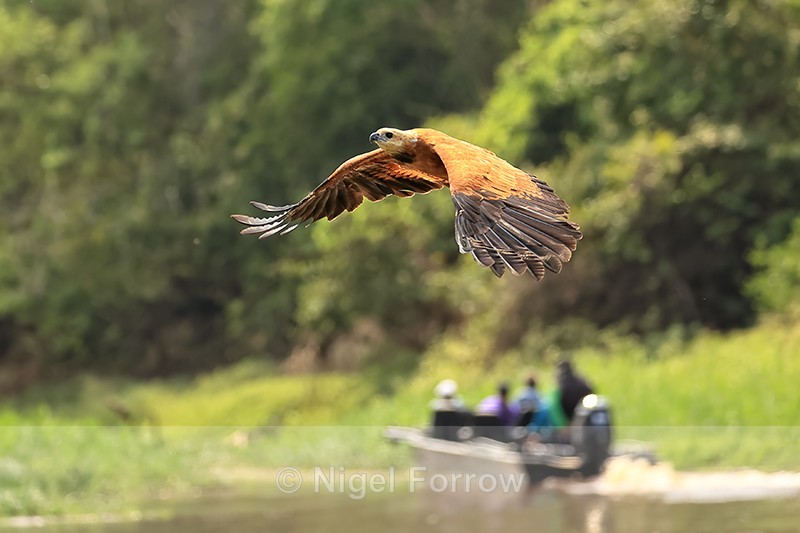 Black-collared Hawk and tourist boat, Mato Grosso, Brazil - Black-collared Hawk
